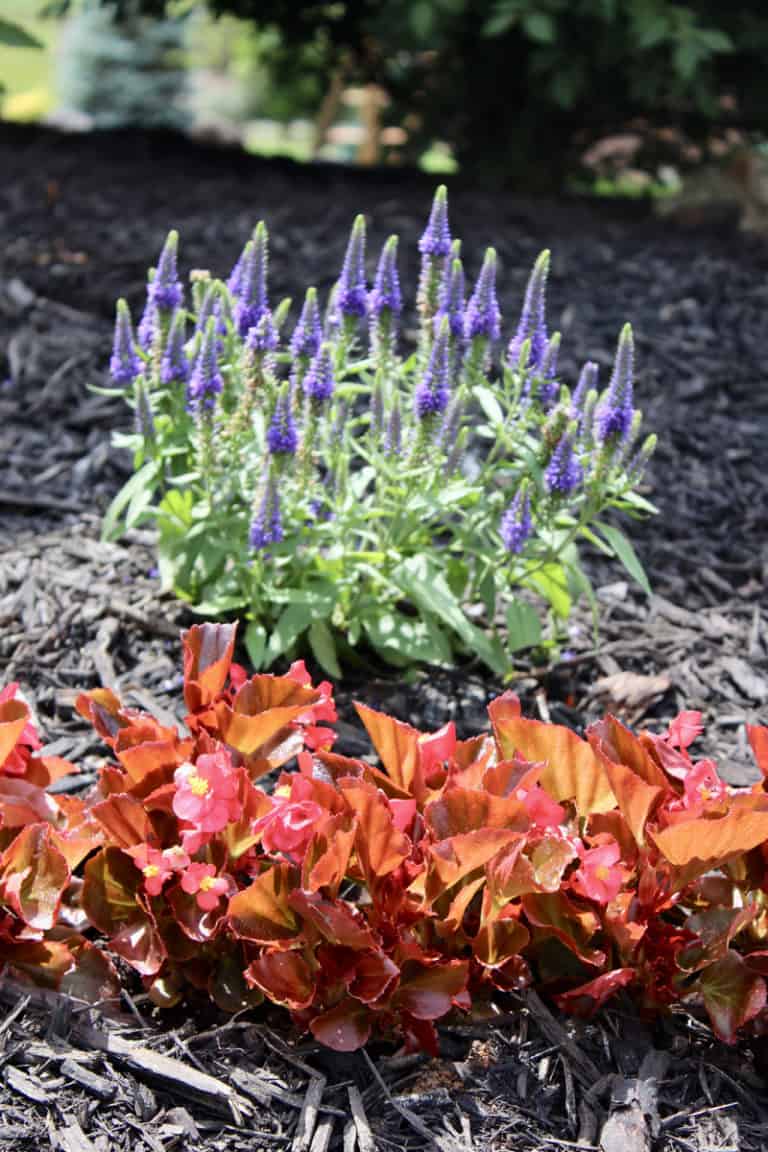 Ideas for Front Yard Landscaping | A Before and After ⋆ Love Our Real Life