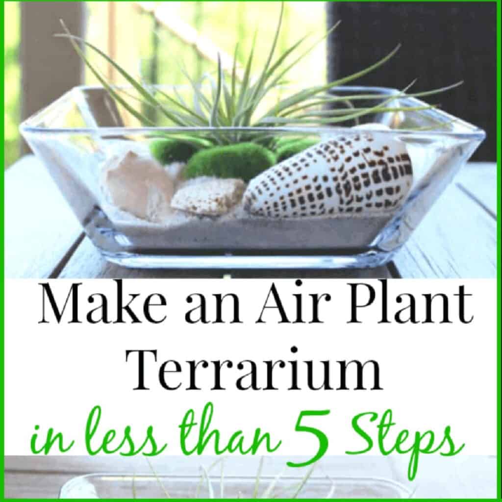 How to Water and Care for Air Plants (8 Tips) ⋆ Love Our Real Life