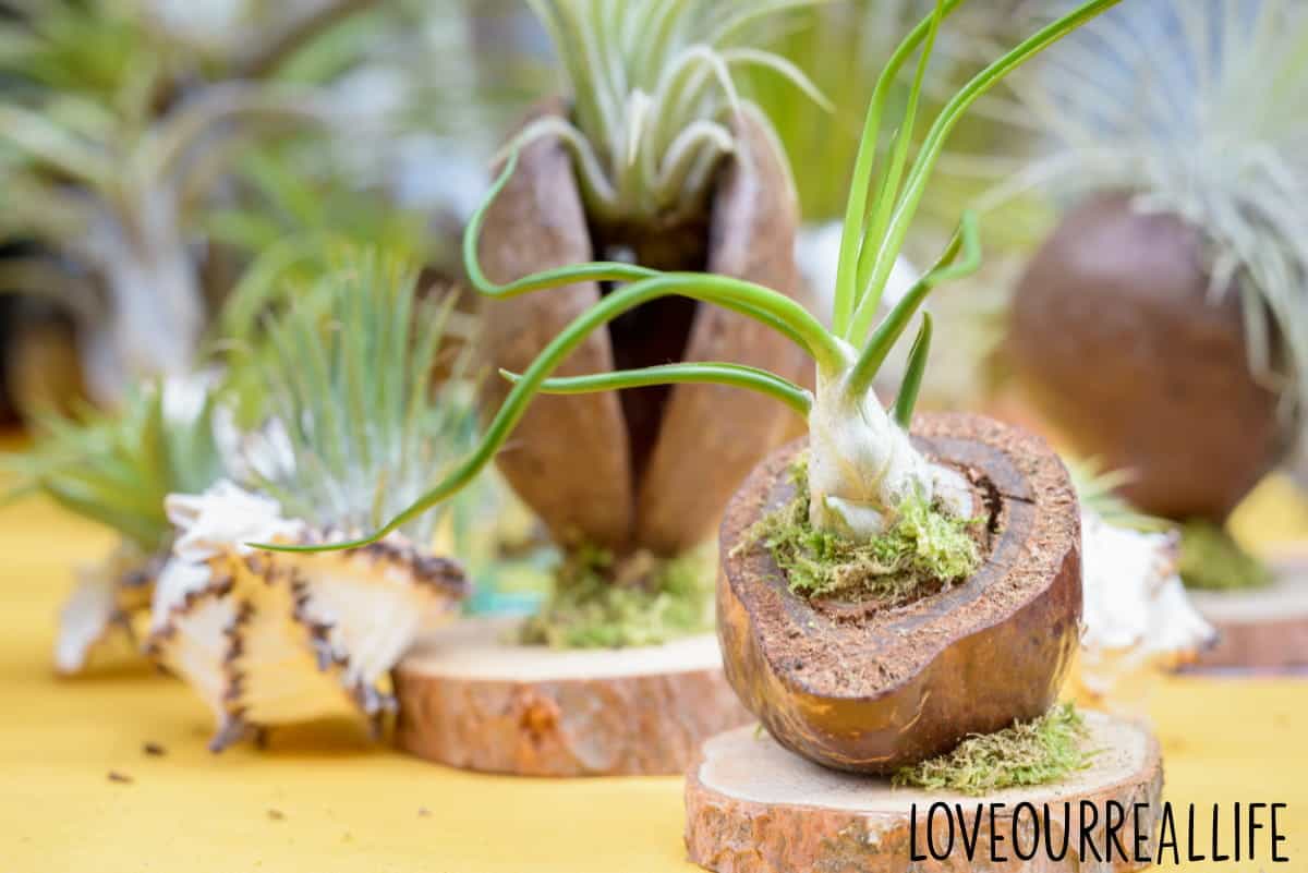 Tillandsia (air plants) in wood.