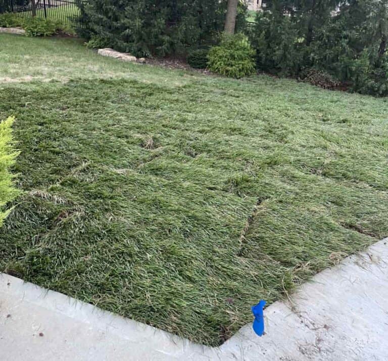 how-often-to-water-sod-after-installation-united-turf-llc