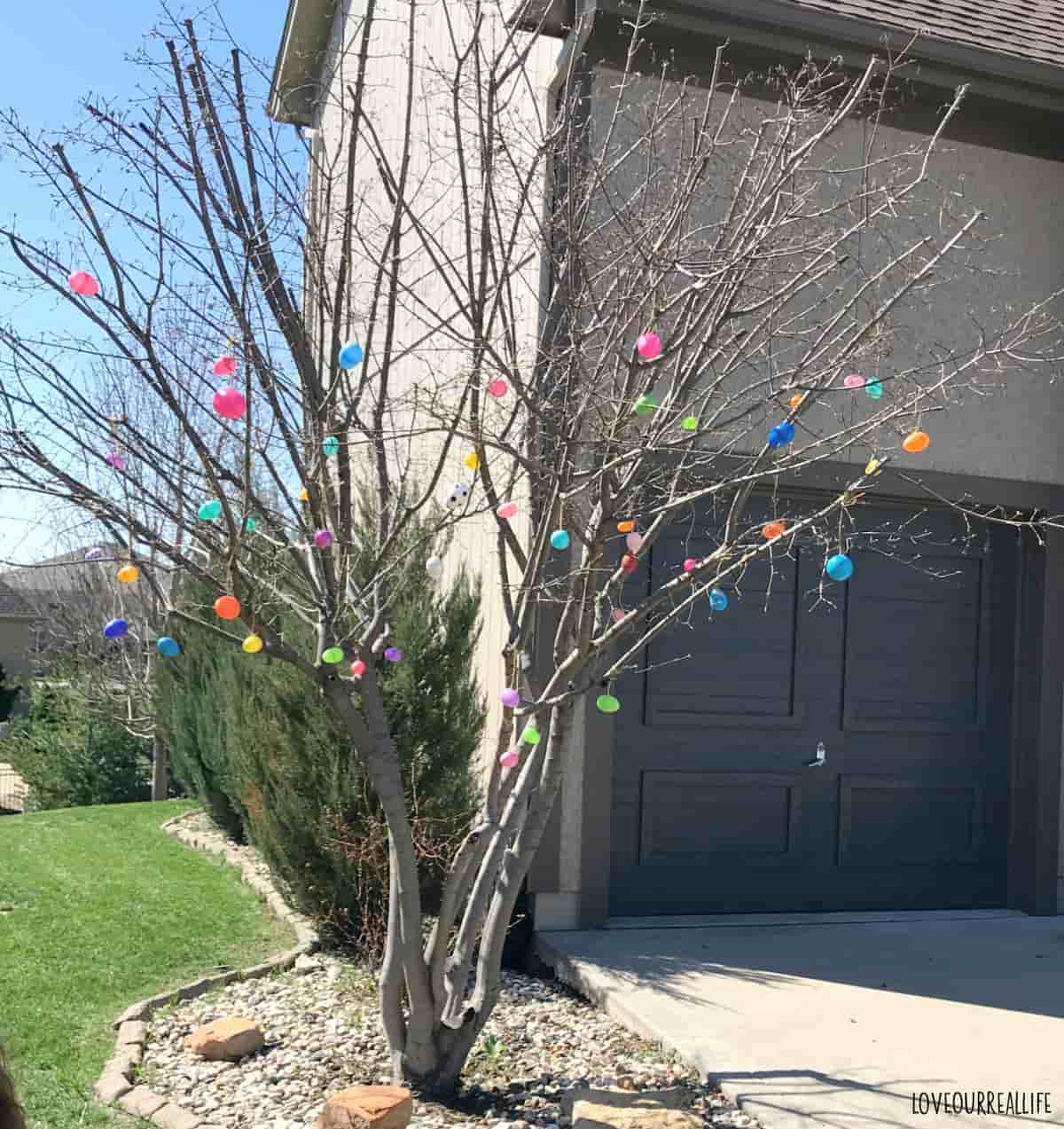 Many plastic Easter eggs spread out on a small ornamental outdoor tree.