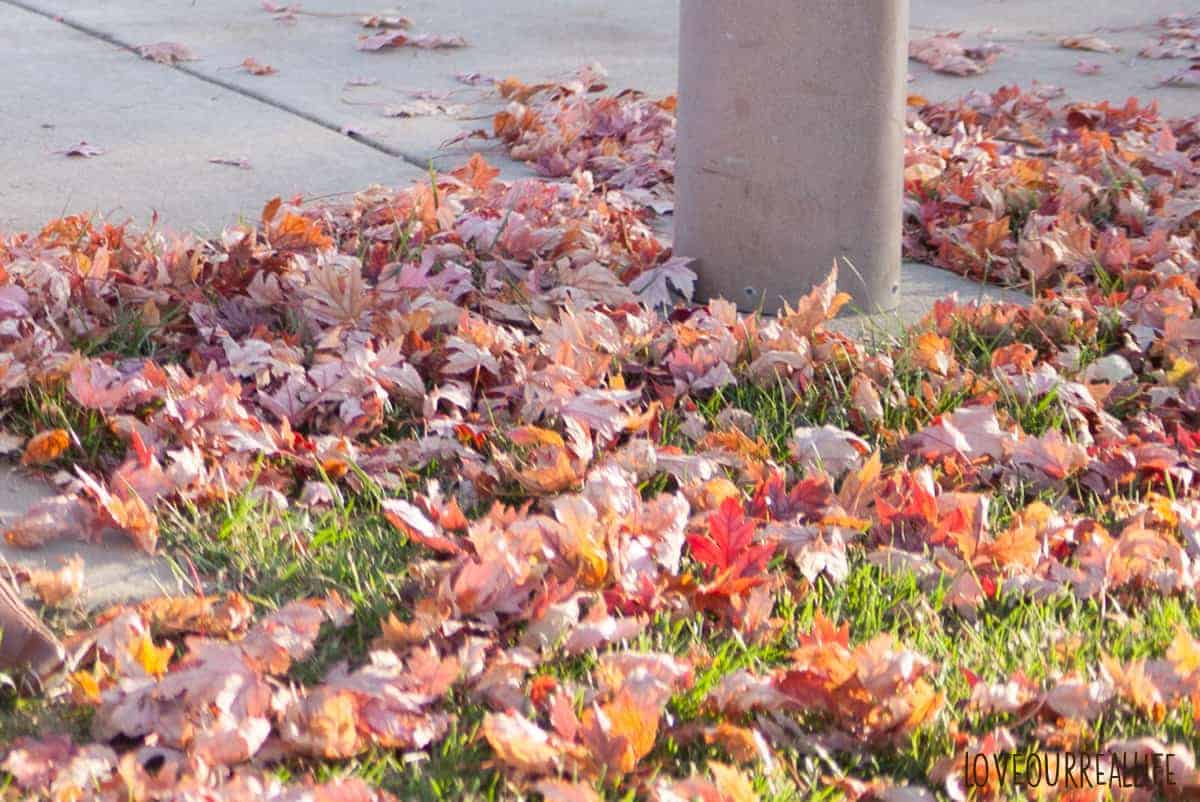 Fall leaves on the ground in red, yellow, orange, brown colors.