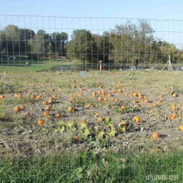 Pumpkin patch in field near pond and hay bales.