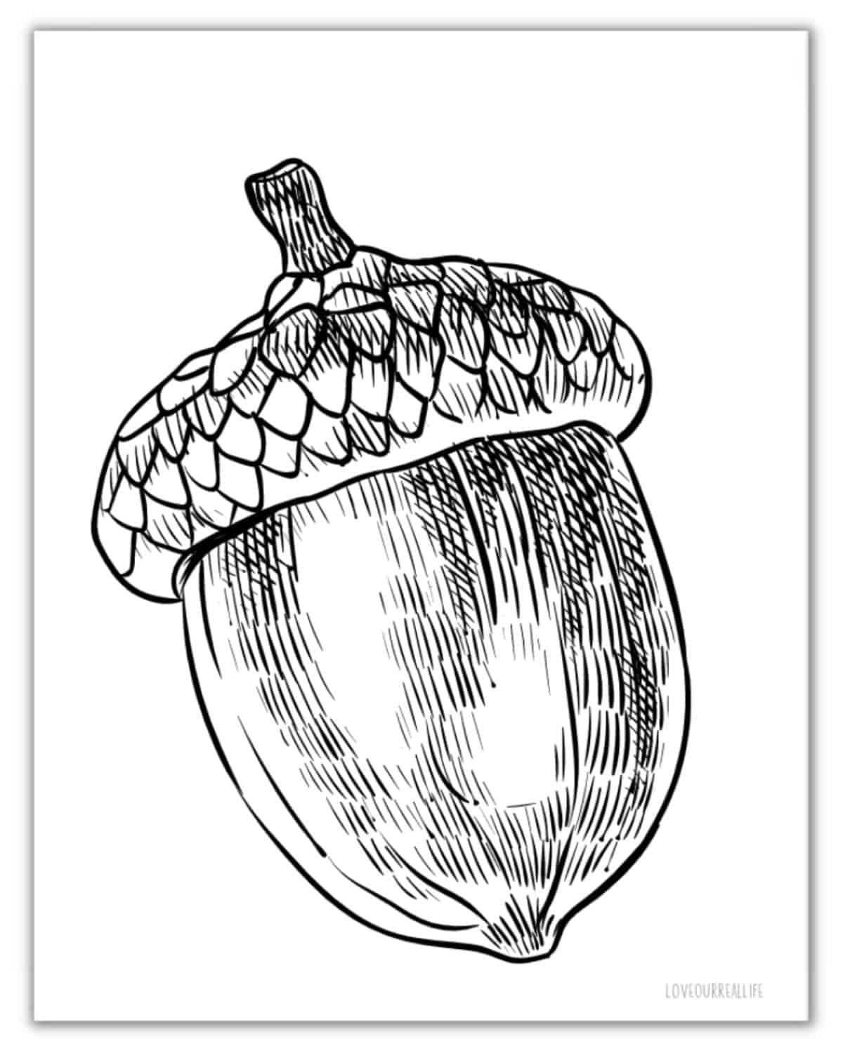 Detailed acorn coloring sheet.