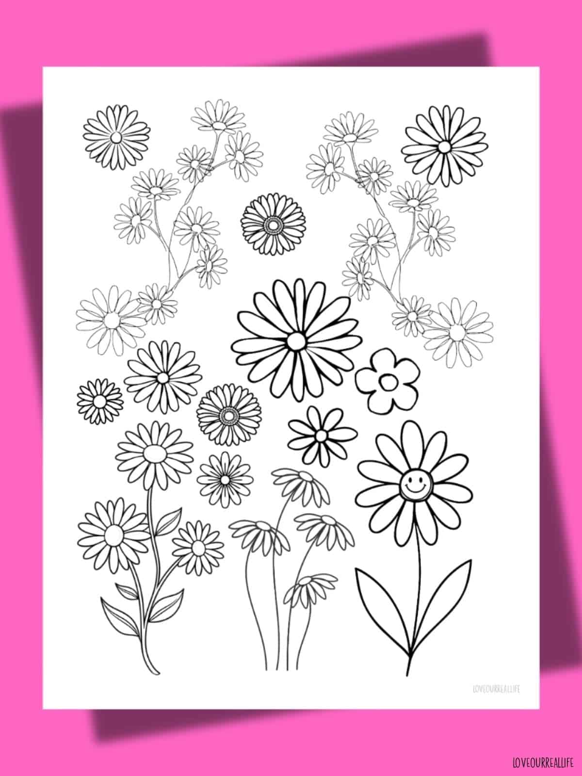 Daisy flower coloring page.